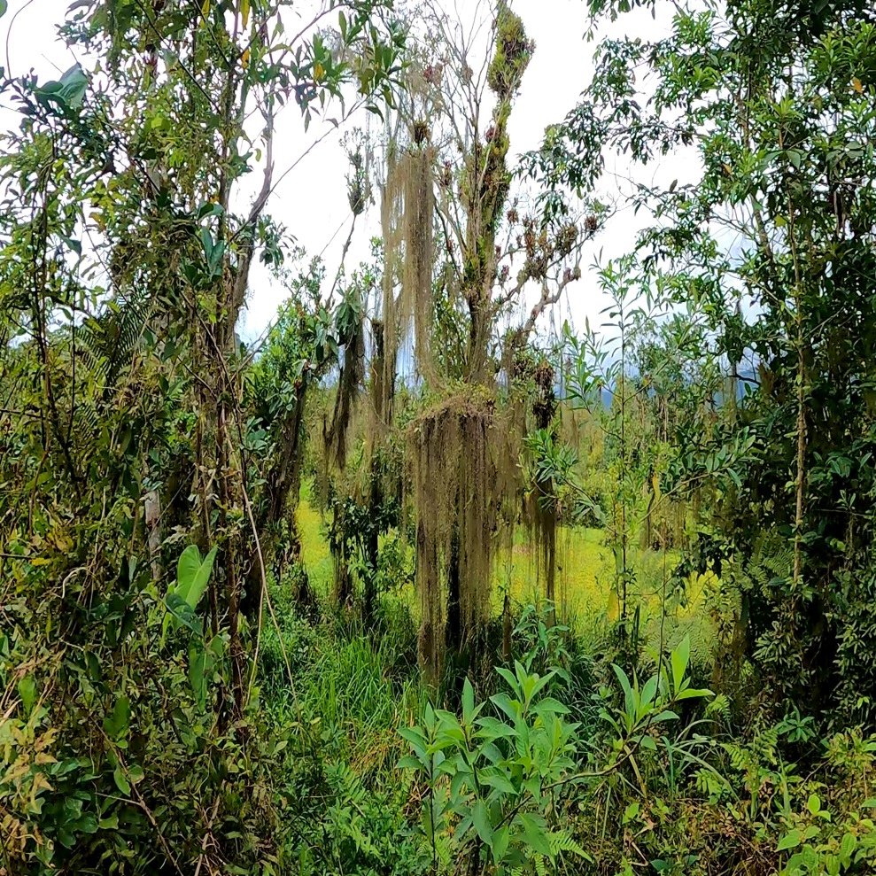 Árvores centenárias na Trilha de São Lourenço