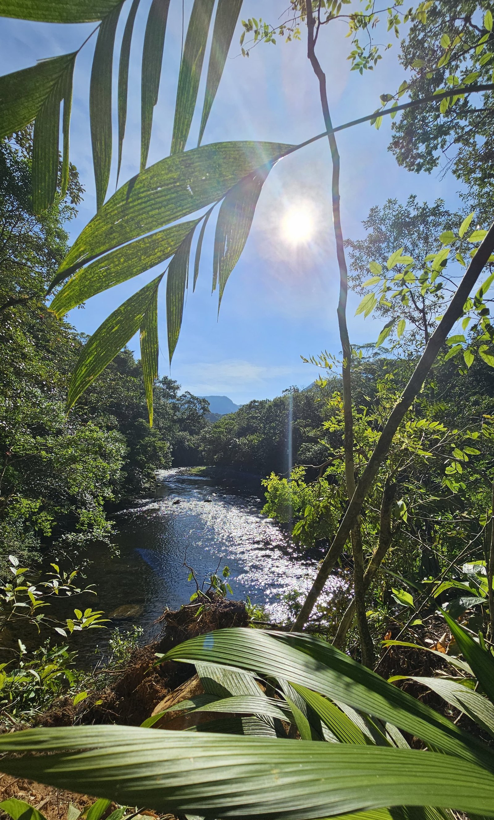 Vegetação da Mata Atlântica na Trilha do Vale Verde